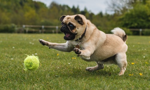 Local Pet Shops Cover Image Local Pet Shops Cover Image